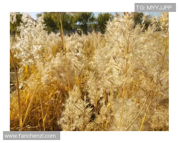 与杨敏畅谈王者荣耀的成长历程与职业生涯的点滴回忆